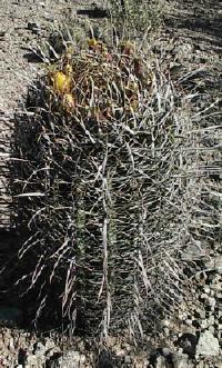 The Cactus